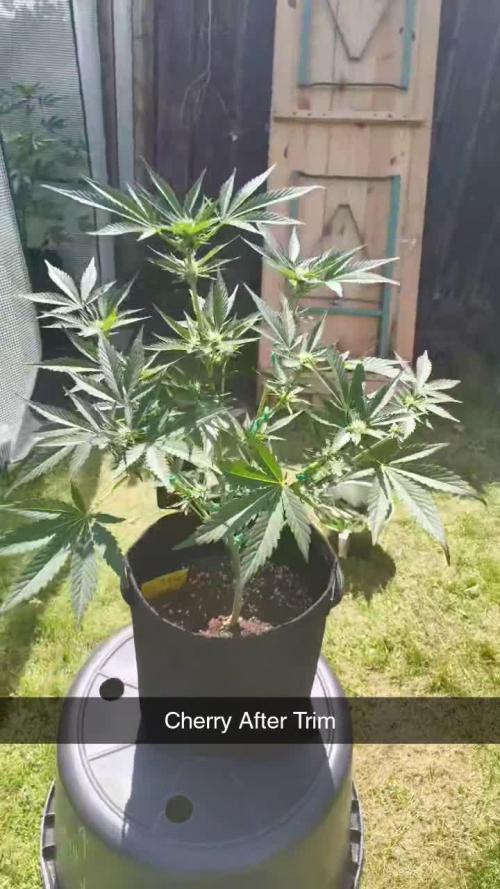 Cherry Cola Auto FB42