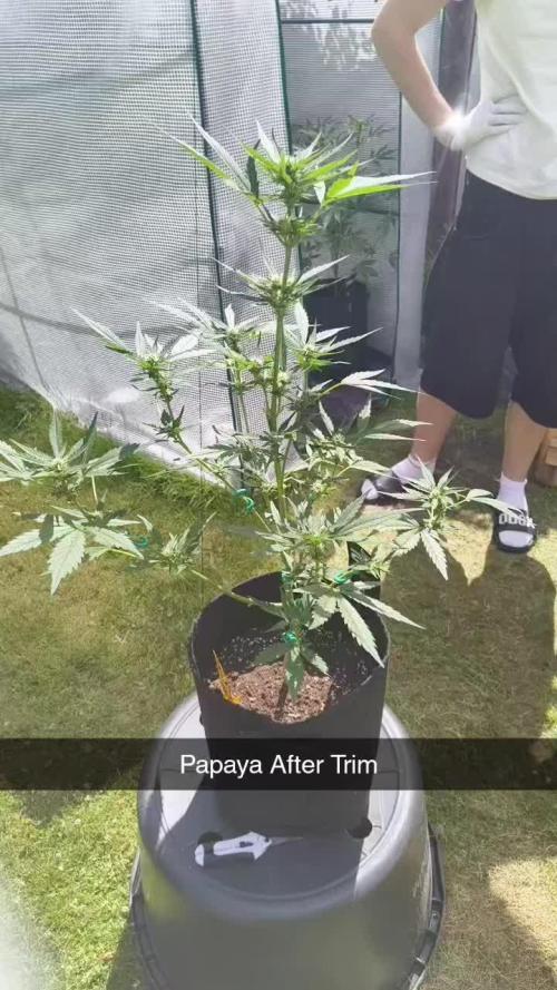 Papaya Cookies Auto FB42