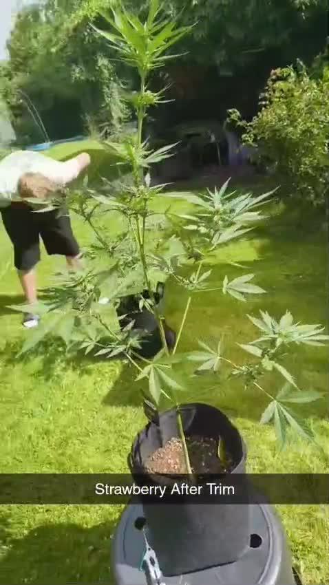 Strawberry Gorilla Auto FB42