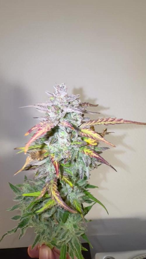 Banana Purple Punch, Runtz, DoSiDos