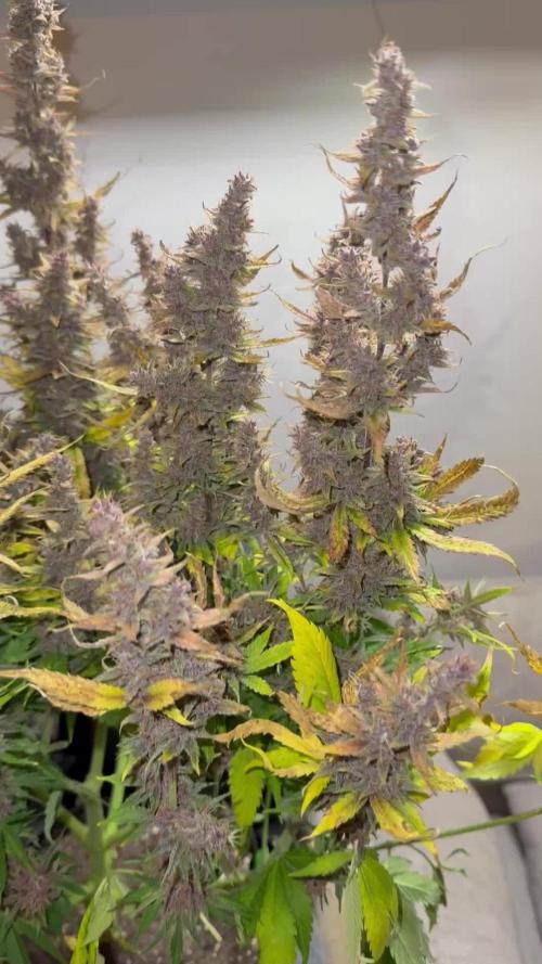 Banana Purple Punch, Runtz, DoSiDos