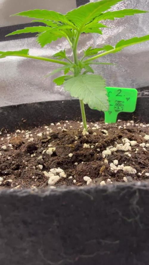 Purple Haze Fast Buds