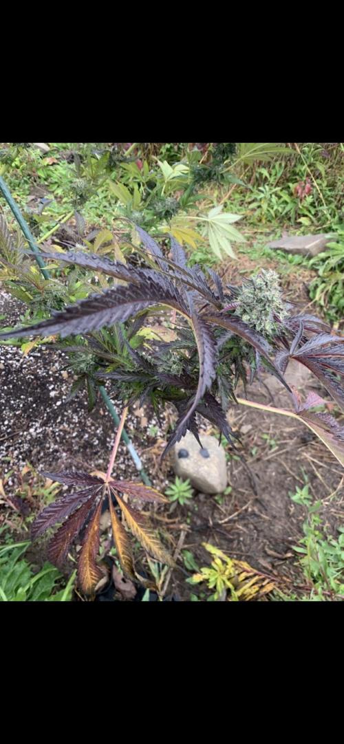 Outdoor Psyop R1 Grape Diamond R2. Week 14