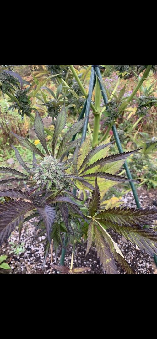 Outdoor Psyop R1 Grape Diamond R2. Week 14