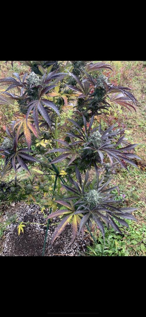 Outdoor Psyop R1 Grape Diamond R2. Week 14