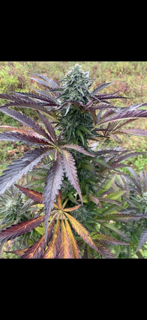 Outdoor Psyop R1 Grape Diamond R2. Week 14