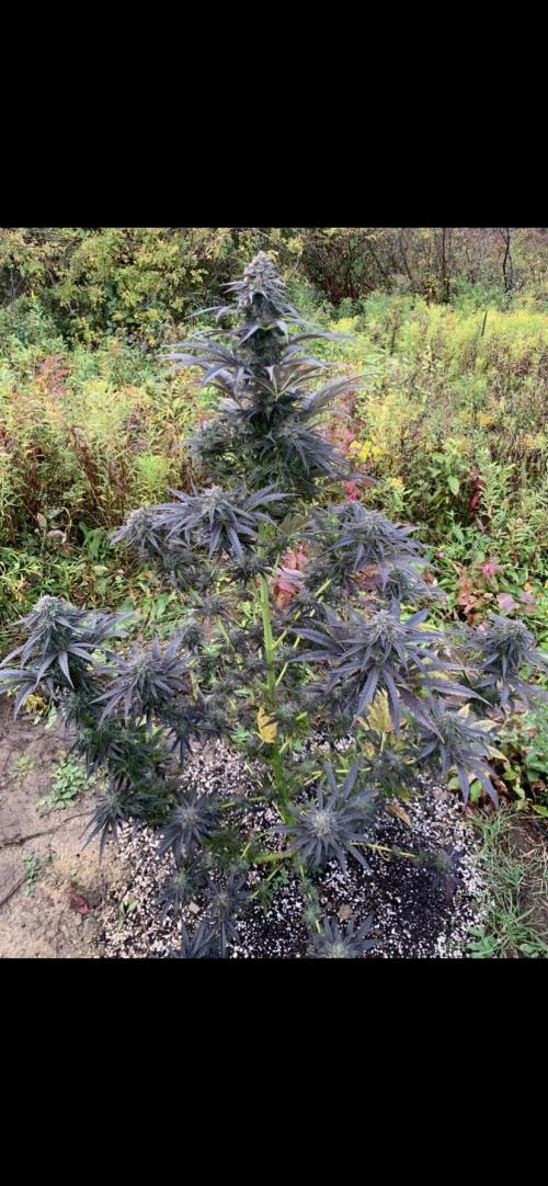 Outdoor Psyop R1 Grape Diamond R2. Week 14