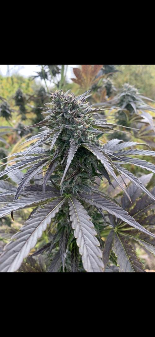 Outdoor Psyop R1 Grape Diamond R2. Week 14