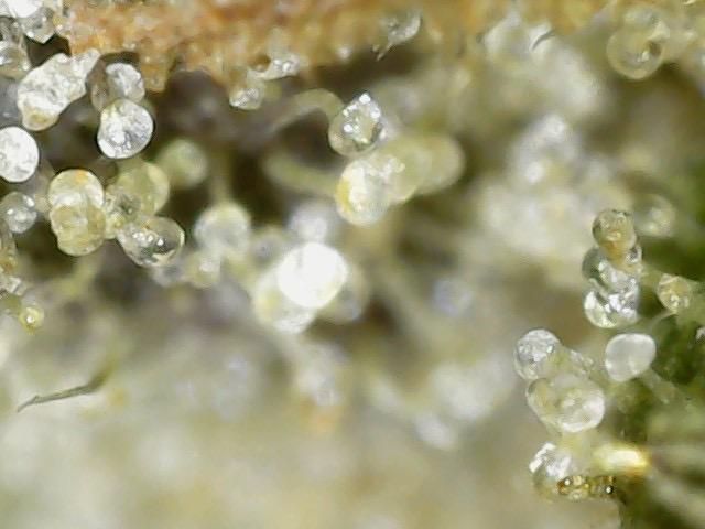 Outdoor Psyop R1 Grape Diamond R2. Week 15