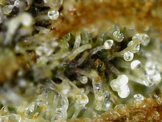 Outdoor Psyop R1 Grape Diamond R2. Week 15