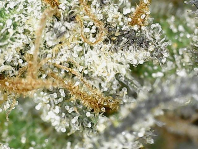 Outdoor Psyop R1 Grape Diamond R2. Week 15