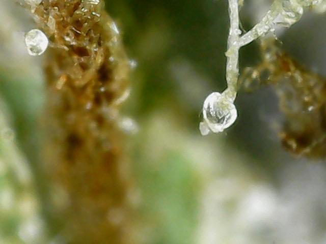 Outdoor Psyop R1 Grape Diamond R2. Week 15