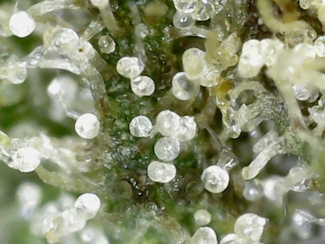 Outdoor Psyop R1 Grape Diamond R2. Week 15