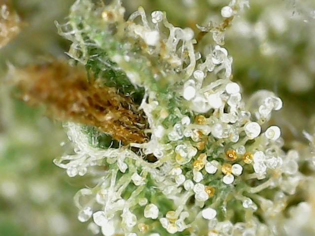 Outdoor Psyop R1 Grape Diamond R2. Week 15