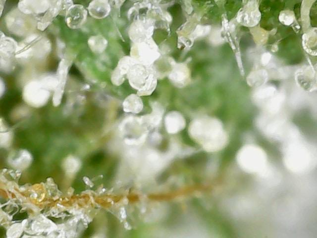 Outdoor Psyop R1 Grape Diamond R2. Week 15