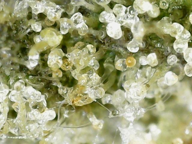 Outdoor Psyop R1 Grape Diamond R2. Week 15