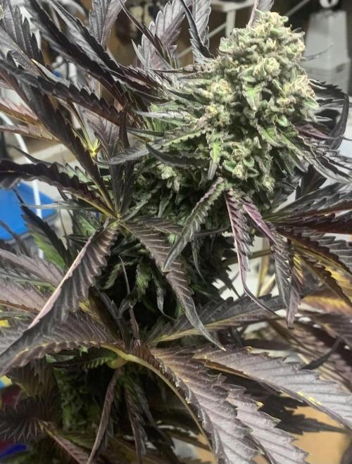 Outdoor Psyop R1 Grape Diamond R2. Week 14