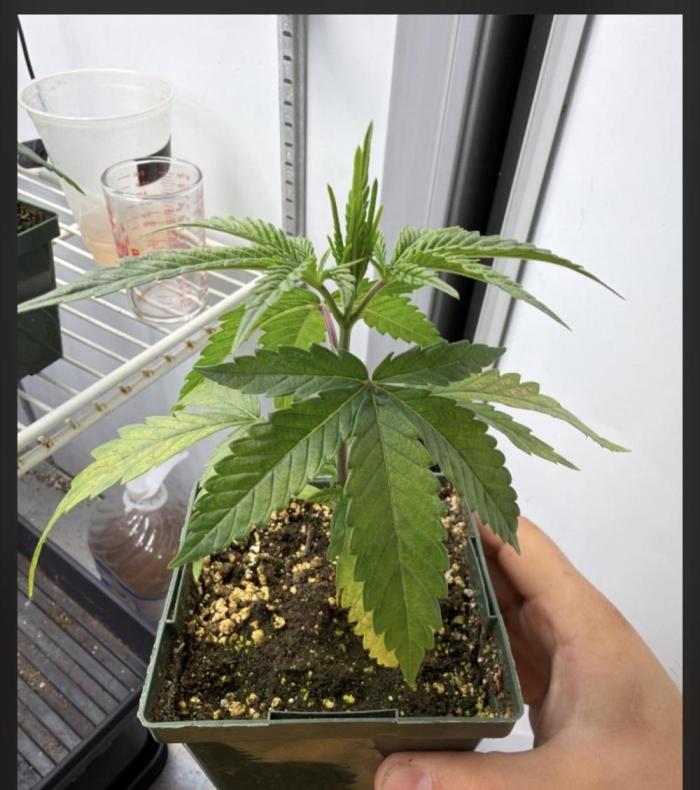 Psy ops and Hella Jelly 2026. Week 3