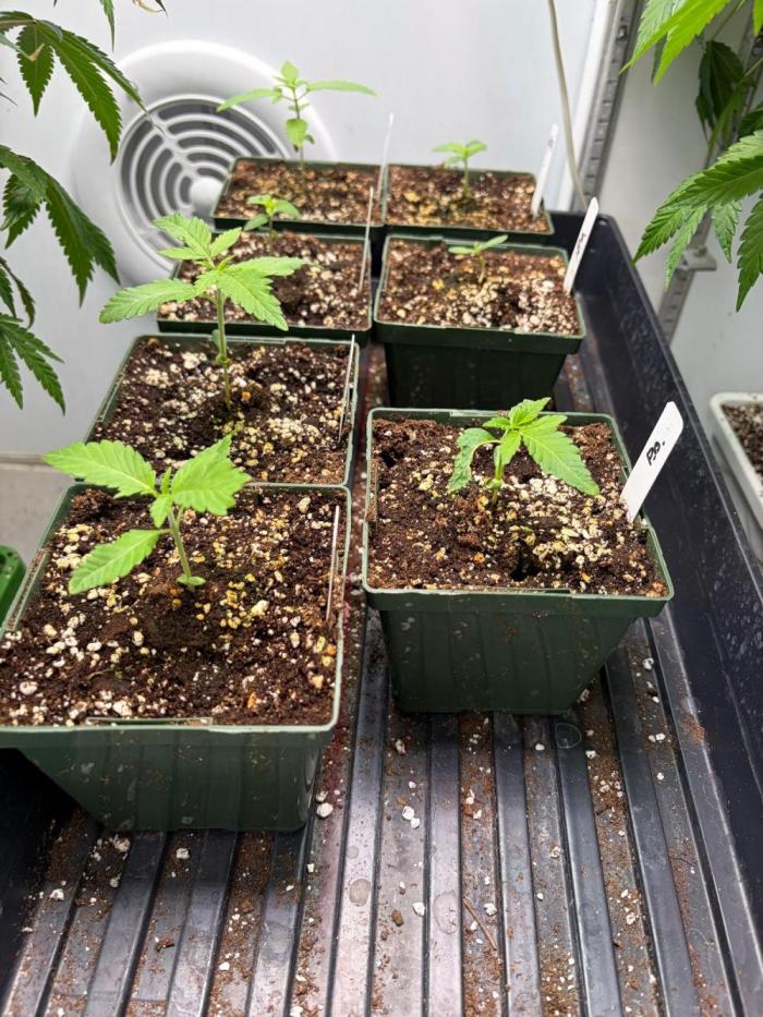 Psy ops and Hella Jelly 2026. Week 2