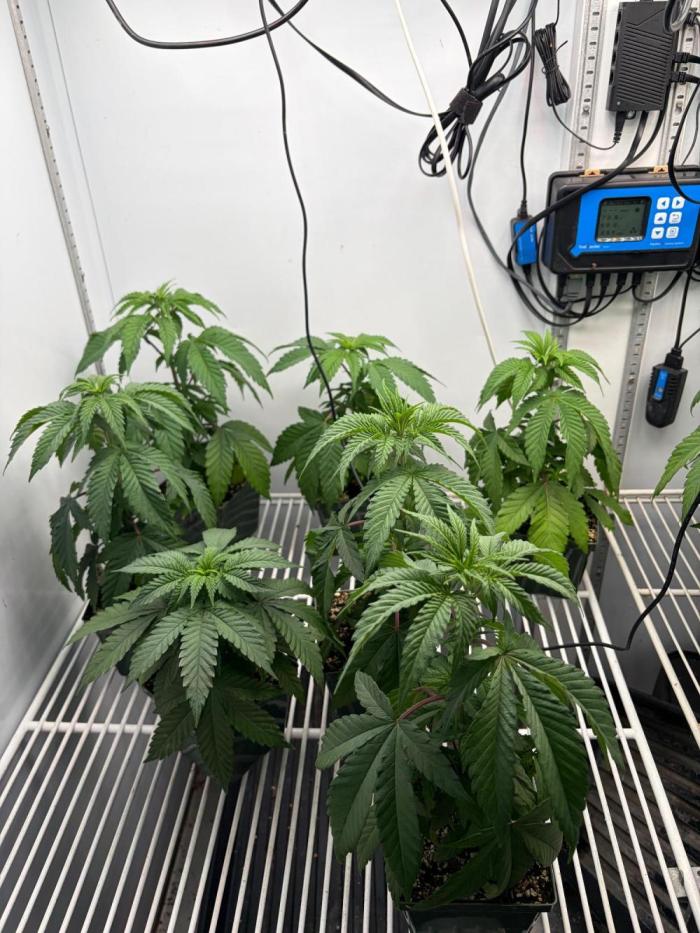 Psy ops and Hella Jelly 2026. Week 4 - Ready to transplant