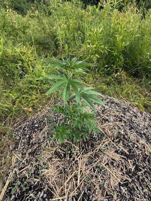 Psy ops and Hella Jelly 2026. Week 6