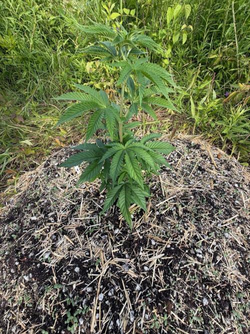 Psy ops and Hella Jelly 2026. Week 6
