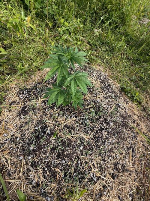 Psy ops and Hella Jelly 2026. Week 6