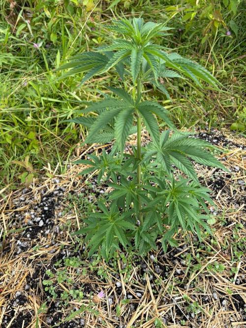 Psy ops and Hella Jelly 2026. Week 7