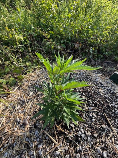 Psy ops and Hella Jelly 2026. Week 8