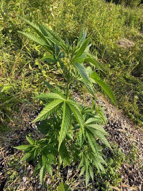 Psy ops and Hella Jelly 2026. Week 8