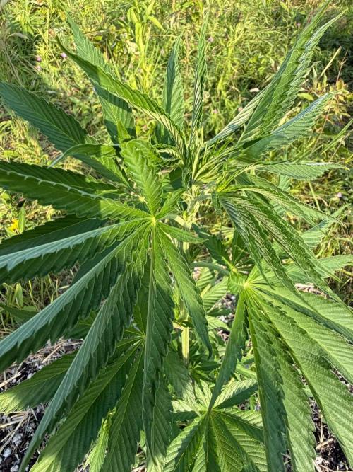Psy ops and Hella Jelly 2026. Week 8