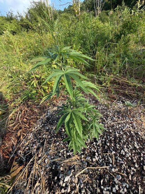 Psy ops and Hella Jelly 2026. Week 8