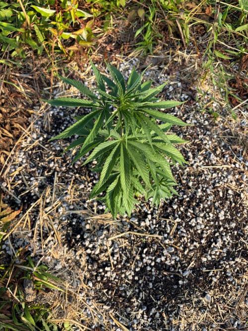 Psy ops and Hella Jelly 2026. Week 8