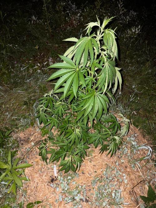 Psy ops and Hella Jelly 2026. Week 9