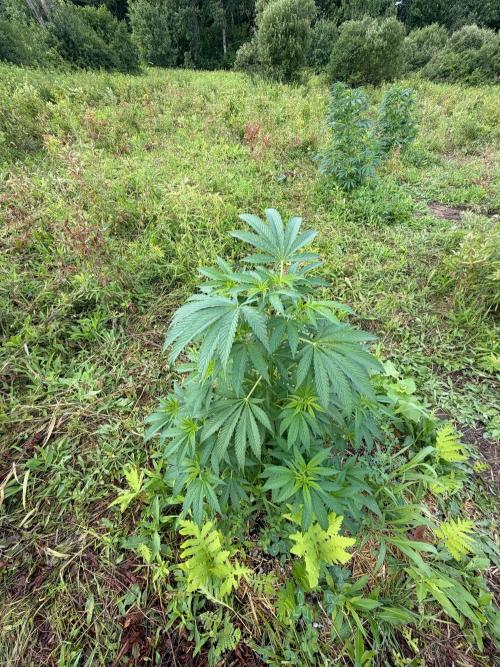 Psy ops and Hella Jelly 2026. Week 10
