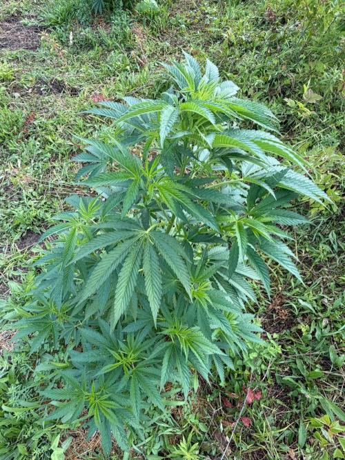 Psy ops and Hella Jelly 2026. Week 10