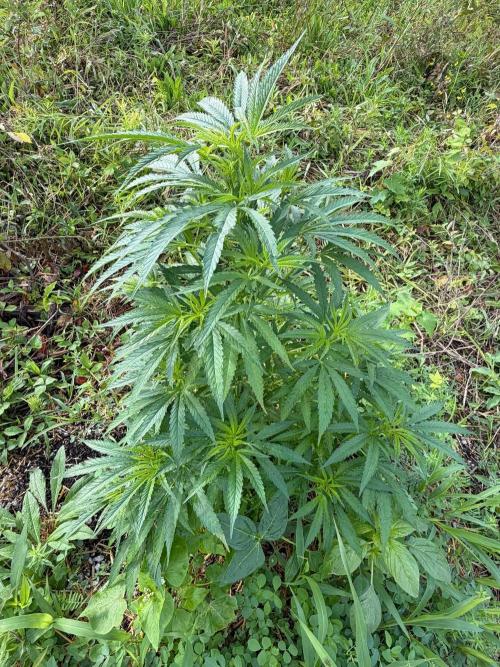 Psy ops and Hella Jelly 2026. Week 10