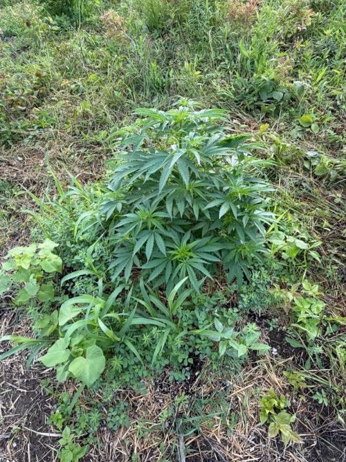 Psy ops and Hella Jelly 2026. Week 10