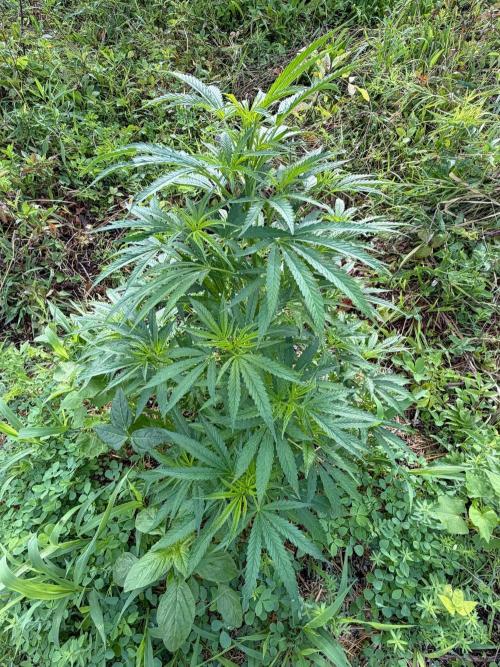 Psy ops and Hella Jelly 2026. Week 10