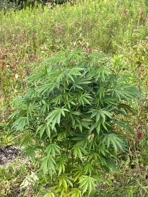 Psy ops and Hella Jelly 2026. Week 11