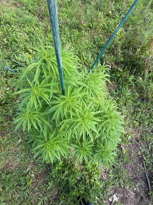 Psy ops and Hella Jelly 2026. Week 11