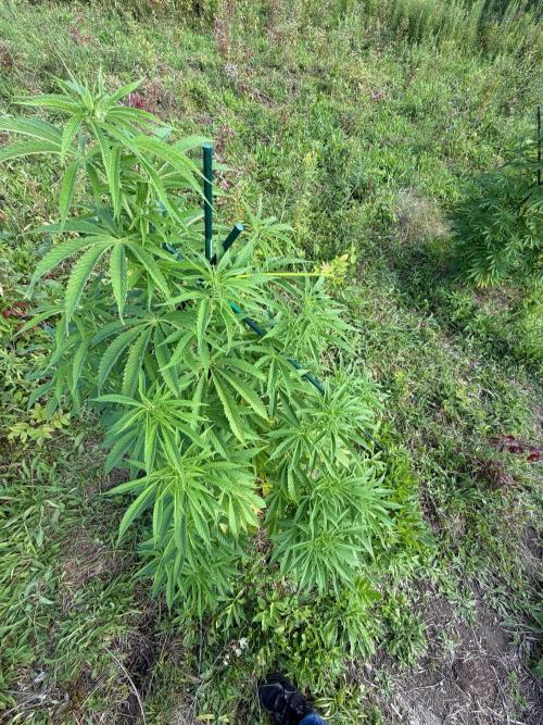 Psy ops and Hella Jelly 2026. Week 11