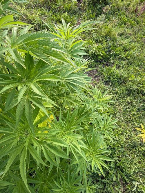 Psy ops and Hella Jelly 2026. Week 12