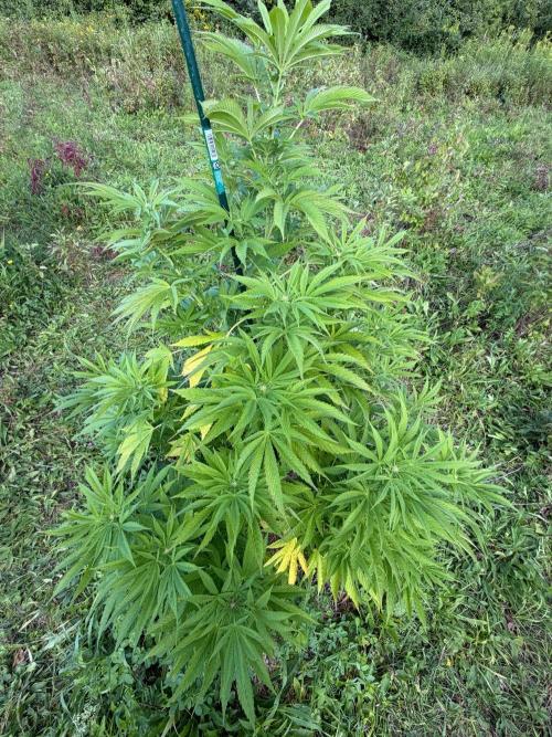 Psy ops and Hella Jelly 2026. Week 12