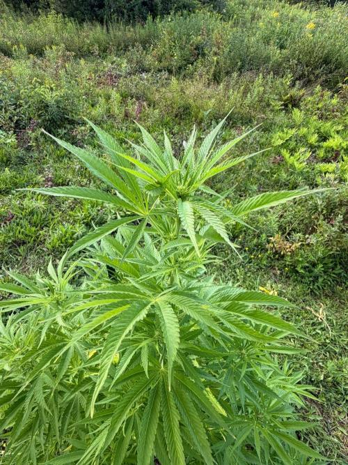 Psy ops and Hella Jelly 2026. Week 12