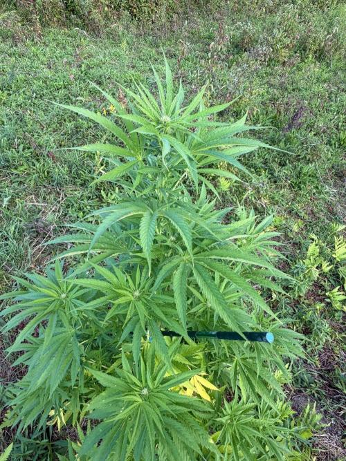 Psy ops and Hella Jelly 2026. Week 12