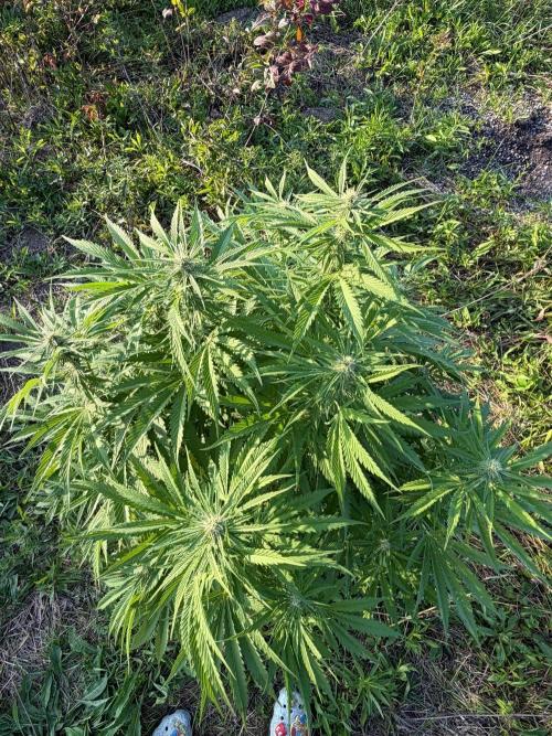 Psy ops and Hella Jelly 2026. Week 13