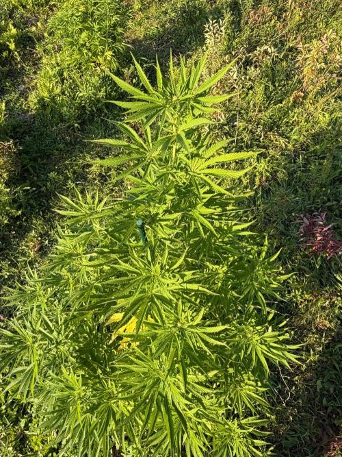 Psy ops and Hella Jelly 2026. Week 13