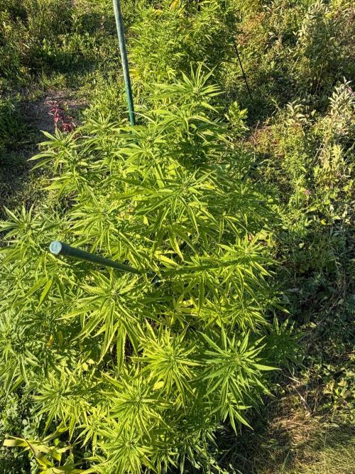Psy ops and Hella Jelly 2026. Week 13