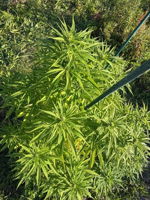 Psy ops and Hella Jelly 2026. Week 13